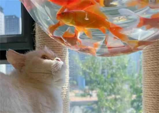Can I keep fish if I have a cat at home?