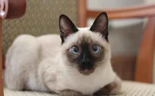 What are the reasons why cats shed?