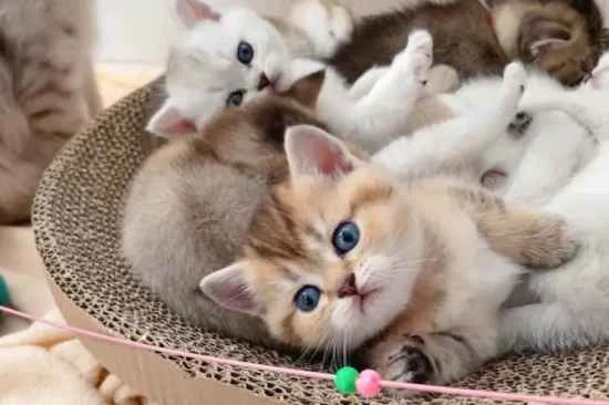 What snacks do cats like to eat?