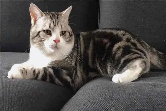 What are some reasons why your cat might suddenly urinate inappropriately?