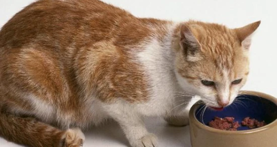 The cat is thin, has a poor appetite, and lacks energy.