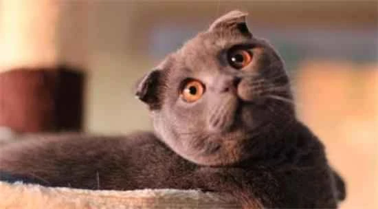 What to do if a cat dies