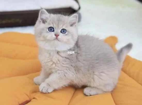 Why do female cats also have balls?