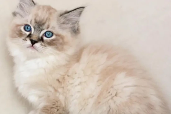 Why is my cat suddenly pooping all over the house?