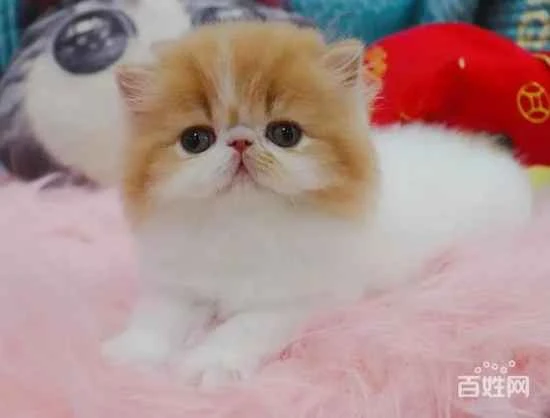 At what age can kittens eat raw meat?