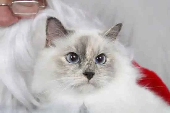 Will cats catch a cold if they are shaved in winter? Will they also develop depression?