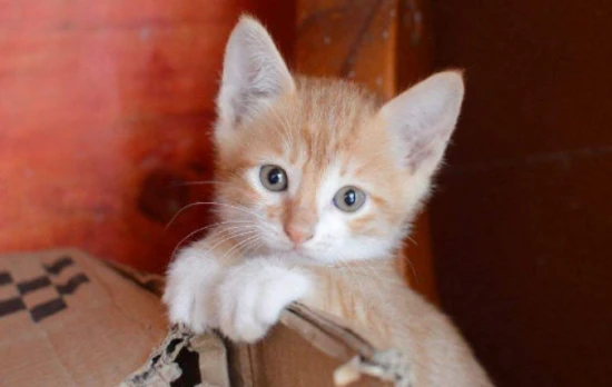 What to do if your cat's breasts are engorged?