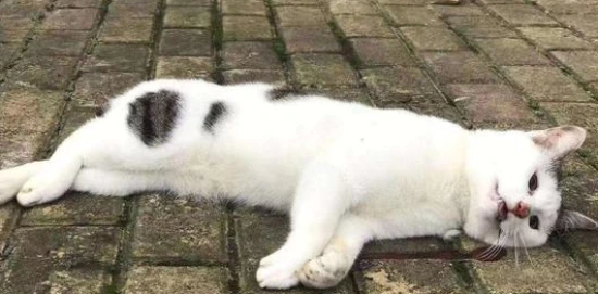 Do cats say goodbye to their owners before they die?