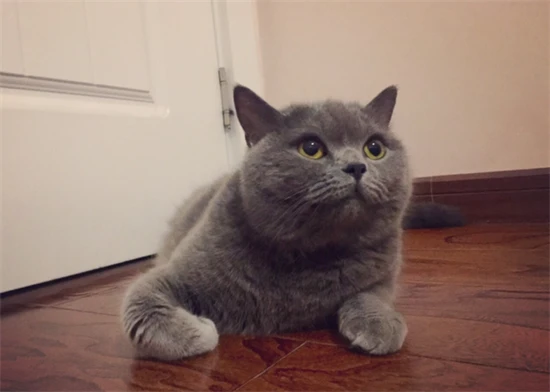 The cat keeps going to the toilet.