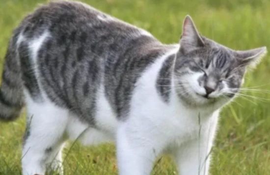 Why does my cat scratch the walls and dig at the floor after pooping?