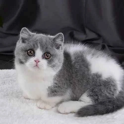 How to trim a cat's nails so it doesn't hurt when it scratches you?