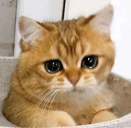 How should I train my cat who has a bad temper and likes to bite?