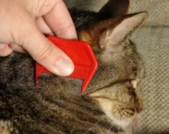 The simplest way to get rid of fleas on a cat