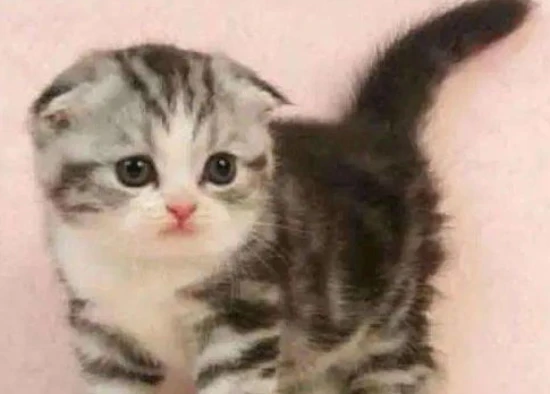 At what age should a kitten be weaned?