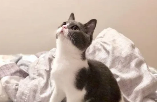 How long after separation will a cat stop recognizing its owner?