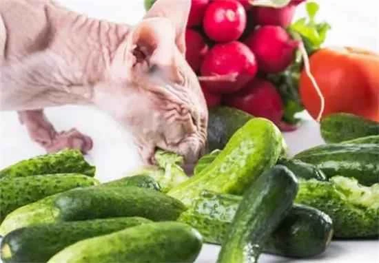 What vegetables and fruits can cats eat?