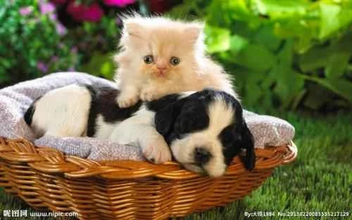 How often should a cat eat cat treats?