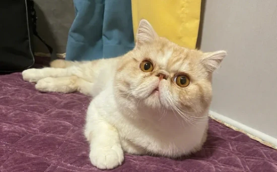 Why does Garfield poop on the ground?