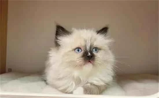 What the accented doll looks like when it grows up