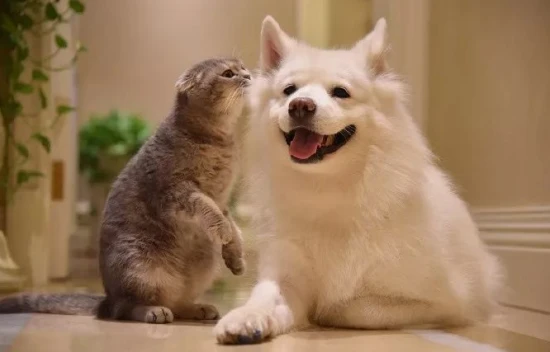 What does it mean if both cats and dogs like you?