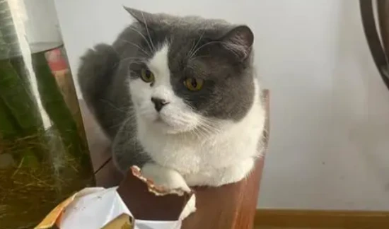 Will a cat die from eating chocolate?