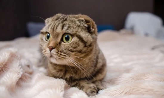 最可爱的猫咪排行榜，最可爱的猫咪品种前十名