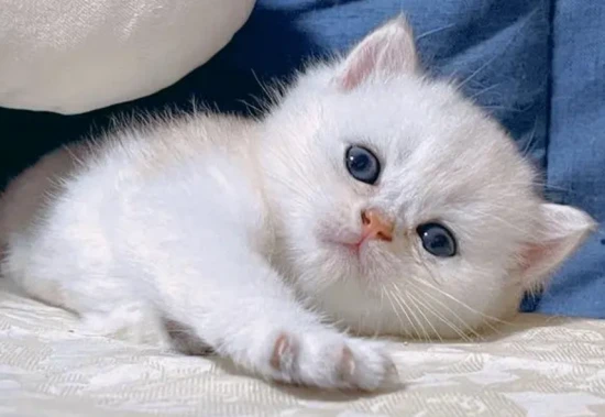 What harm can happen if you bathe your cat too frequently?