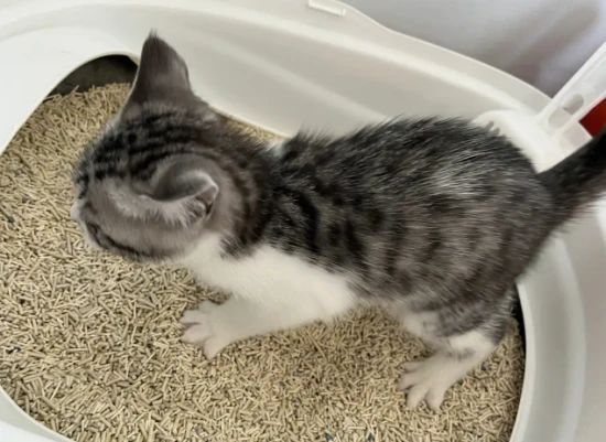 Can two types of cat litter be mixed?