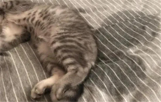 Why a cat suddenly urinates on the bed