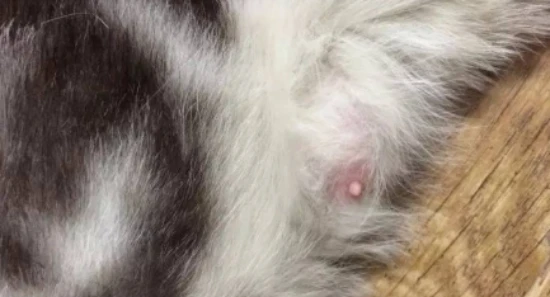 Symptoms of feline pseudopregnancy