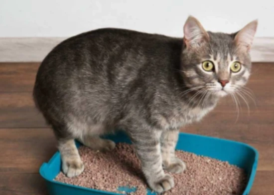 How to help a cat urinate when it can't urinate