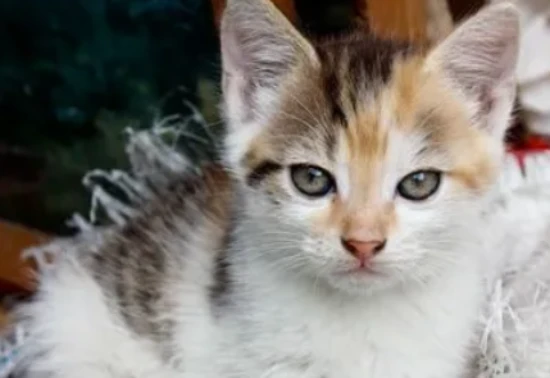 The cat's meow was followed by a hissing sound.