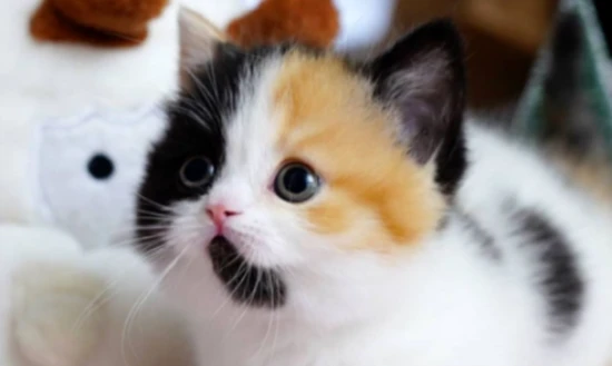 Ranking of the most "lucky and prosperous" cats – where does your feline rank?