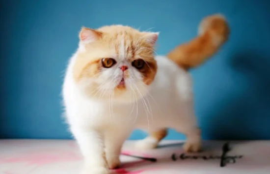 How to perform daily cleaning of an Exotic Shorthair cat using a towel.