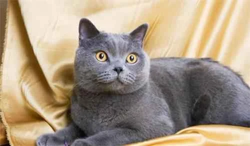 Are British Shorthair cats prone to shedding?