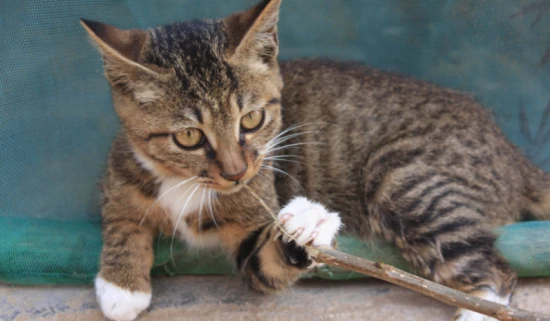 Why do cats always like to cause trouble?