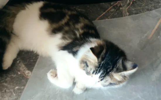 怎样养猫能让猫听话