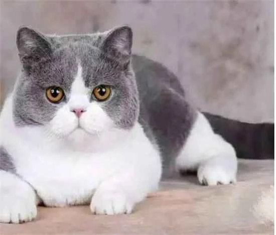 Can cats eat Want Want Little Buns?