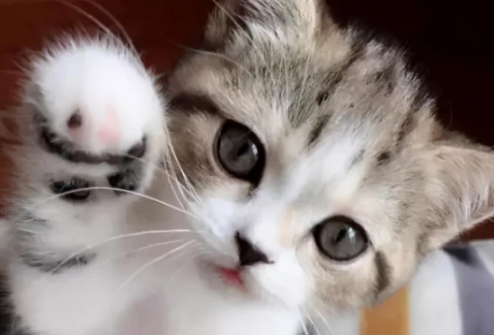 What does it mean when a cat's tail keeps wagging?