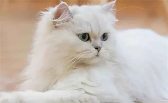 Is my cat's smelly farts a problem with its cat food?