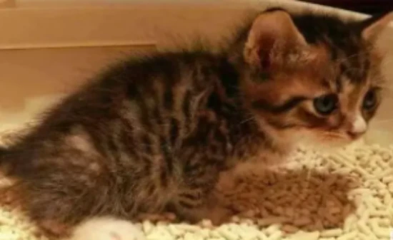 The cat hasn't pooped for three days but has urinated.