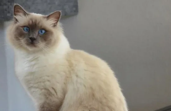 What to do about Birman cat shedding?