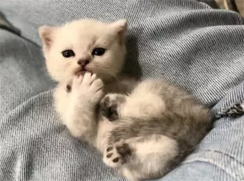 Is it okay if my cat eats a potato chip?