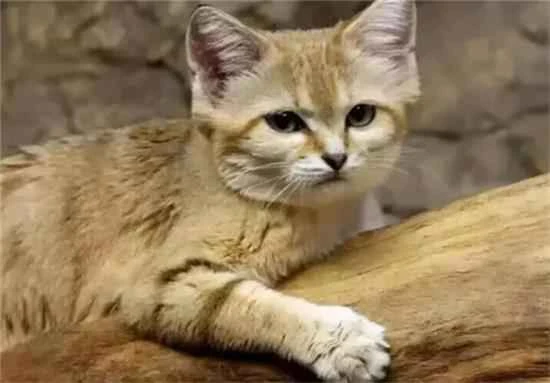 Do cats eat rabbits?