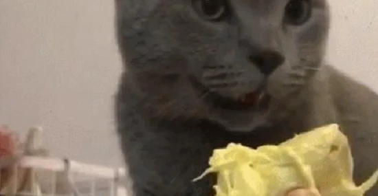 Can cats eat durian?
