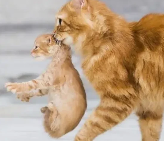 Why do cats carry their kittens around?