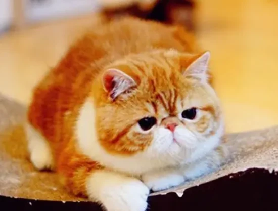 Why does Garfield keep having soft stools?