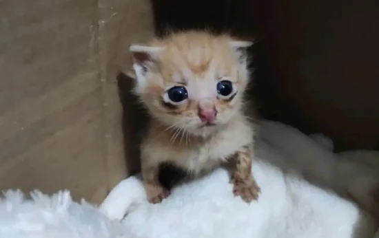 What can a 20-day-old kitten eat?