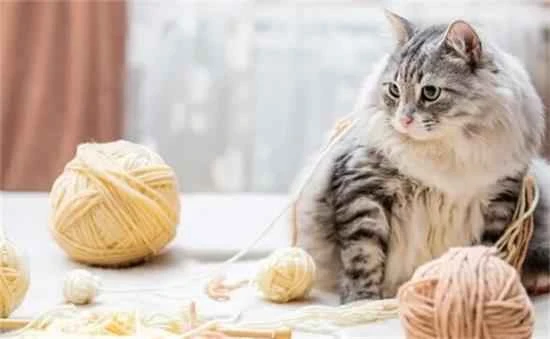 How to solve the problem of excessive shedding in cats?