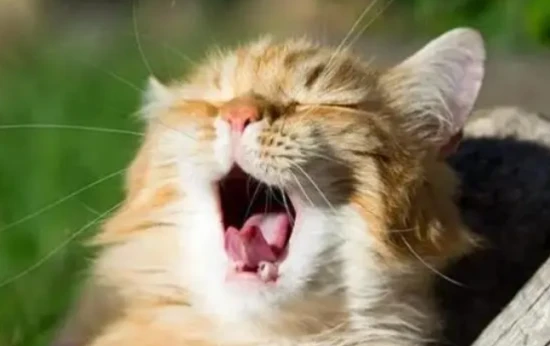 Why is my cat purring?